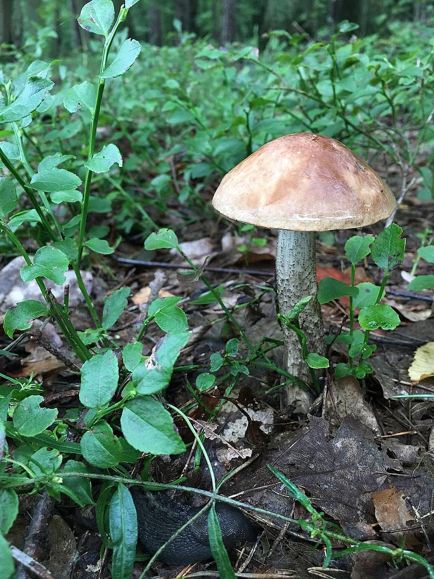 houba, tucholskie, houby, divoké houby, les, hnědý, Chutný, jedlý, podzim, zdravý, laminární