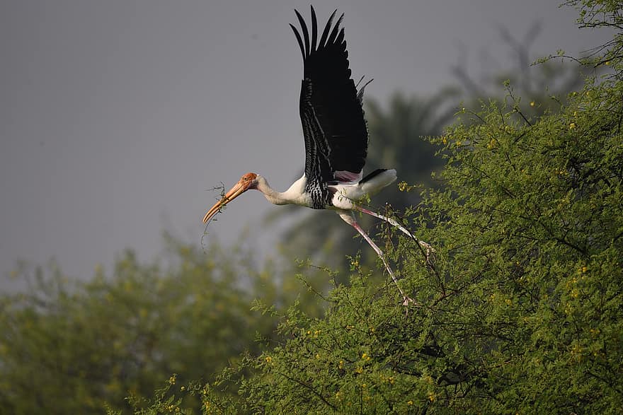 щъркел, птица, крила, пера, перушина, Bharatpur, клюн, животни в дивата природа, летене, перце, многоцветни