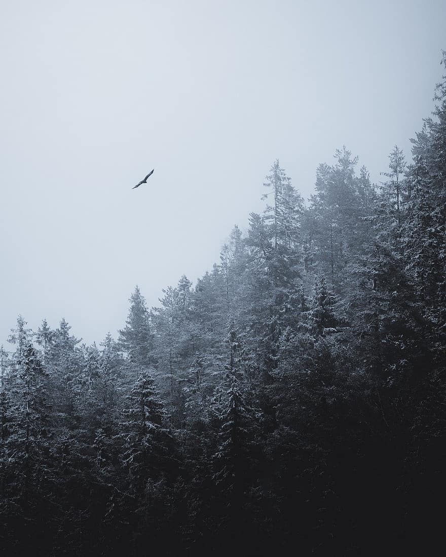 àguila, ocell, bosc, Kungsörn, animals, naturalesa, hivern, arbre, neu, muntanya, paisatge