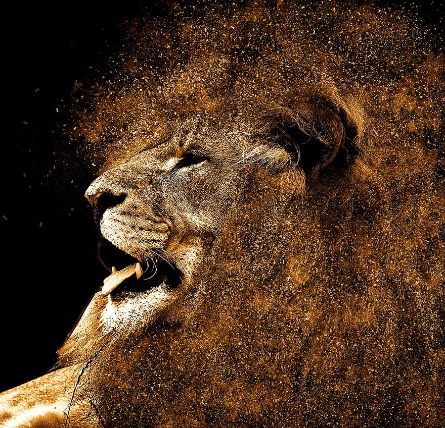 lauva, krēpes, mati, kažokādas, liels kaķis, plēsējs, vīriešiem, galvu, wildcat, karalis, vīrietis
