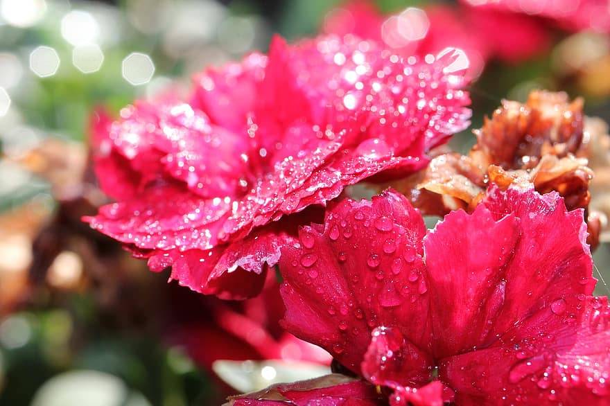 카네이션, 빨간, 물방울, 꽃, 정원