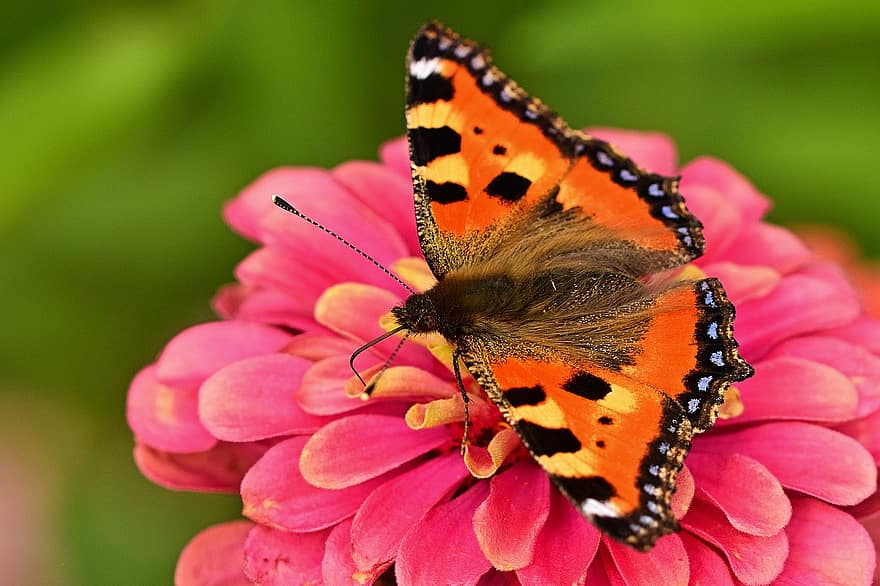 Schmetterling, Zinnie, Bestäubung, kleines Schildpatt, kleiner Fuchs, Insekt, Blume, blühen, blühende Pflanze, Pflanze, Flora