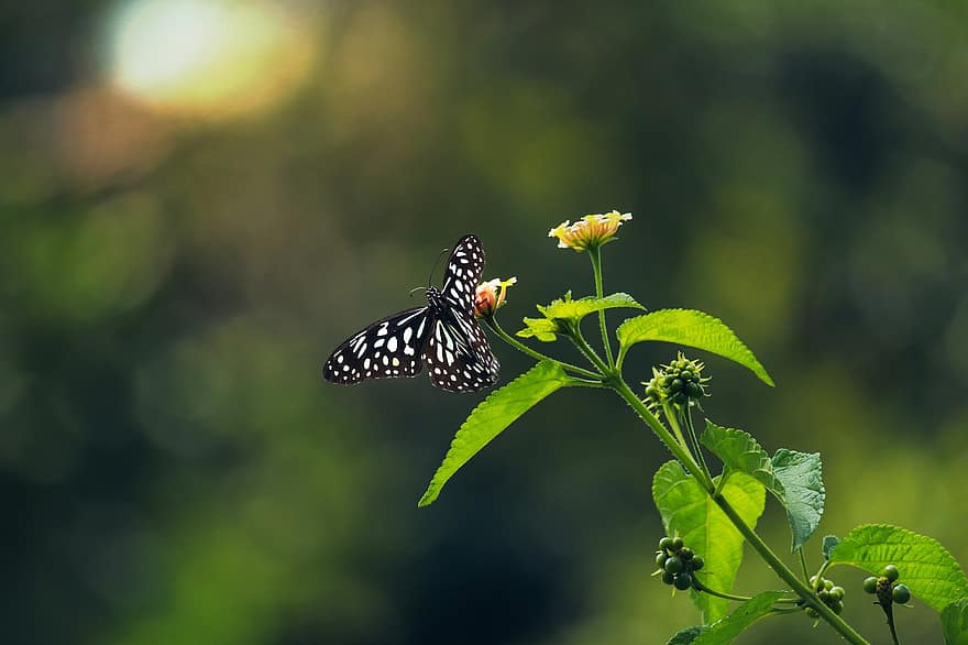 motyl, kwiat, owad, odchodzi, dzikiej przyrody, niebieski tygrys, roślina, flora, zieleń, Natura, zapylanie motyli