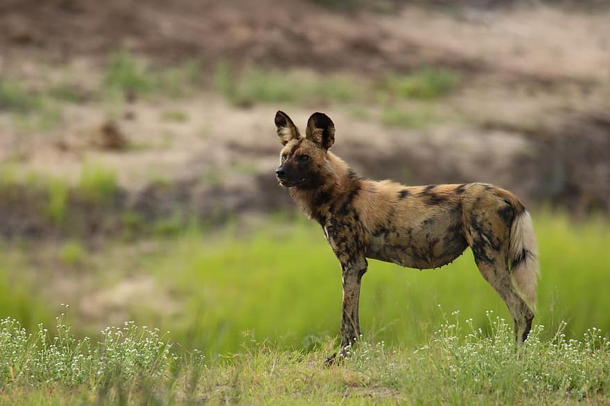 hyène, animal, mammifère, prédateur, faune, safari, photographie de la faune, région sauvage, Afrique, Prairie