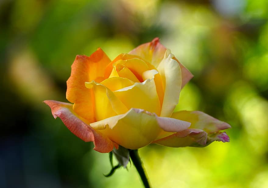 троянда, жовта троянда, цвітіння, квітка, жовта квітка, жовті пелюстки, пелюстки, природи, флора, квітникарство, садівництво