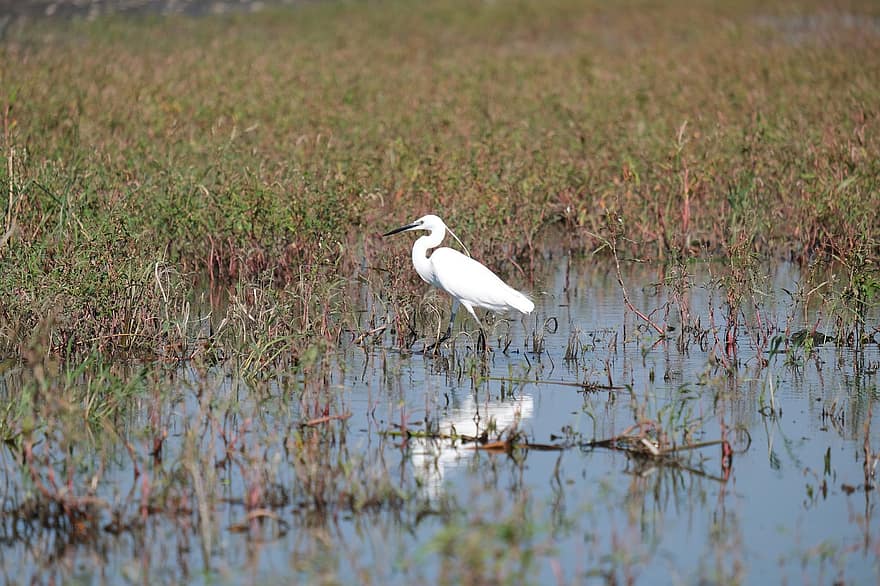 Little Egret, Bird, Lake, Pond, Leaves, Plants, Birdwatching, Conservation, Danube Delta, Ecology, Mahmudia