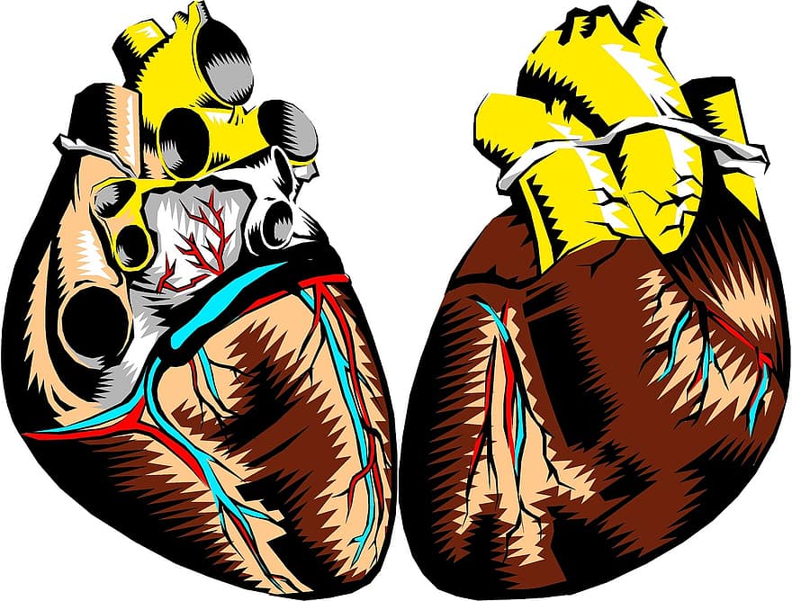 hjerte, front, tilbake, anatomi
