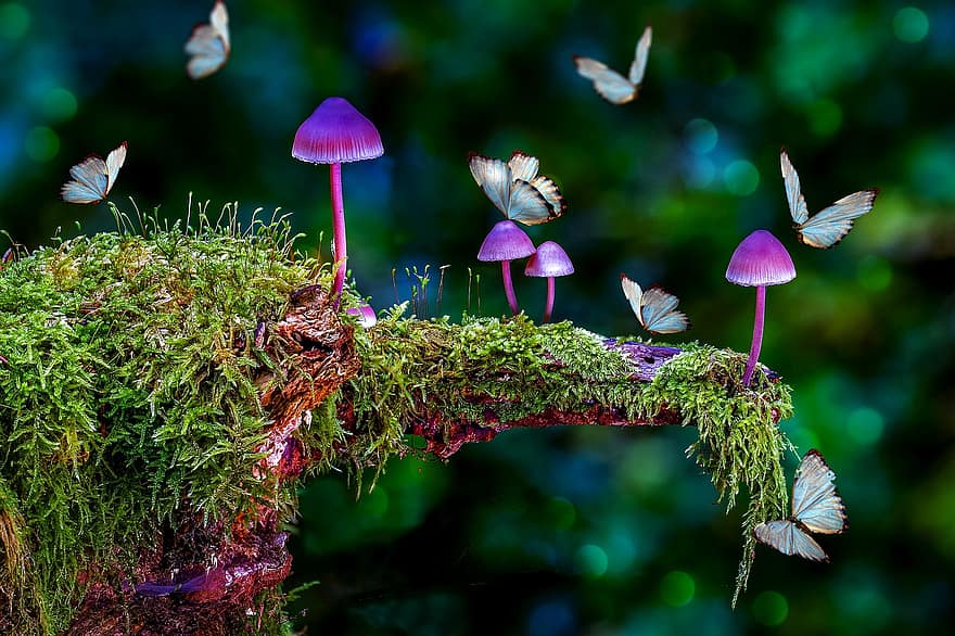 버섯, 나비, 이끼, 공상, 꿈, 상상력, 초현실적 인, 신비로운, 숲, 신비한, 마법