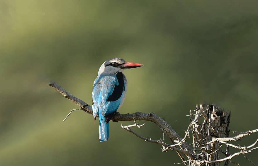 Kingfisher, Bird, Perched, Animal, Feathers, Plumage, Beak, Bill, Bird Watching, Ornithology, Animal World