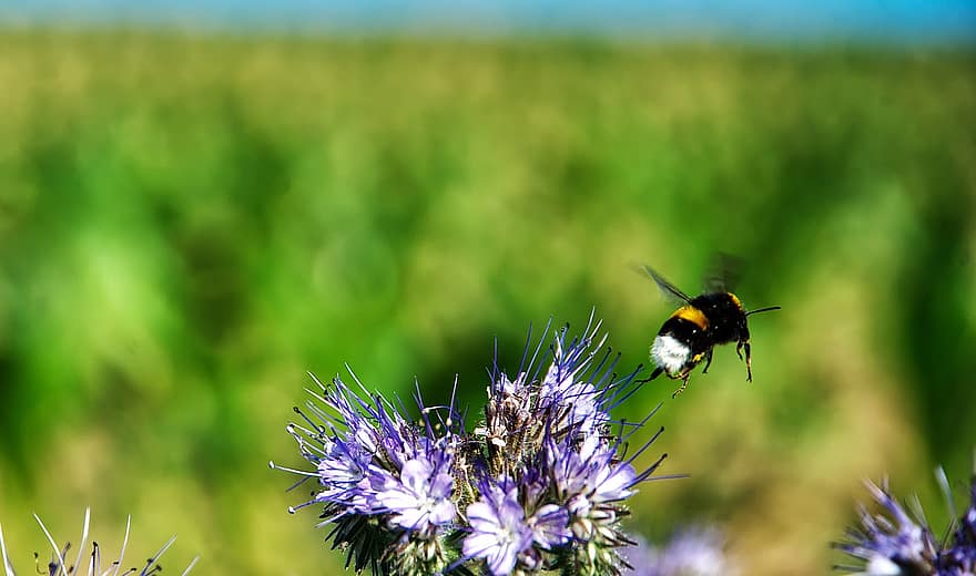 insecto, abeja, polinización, entomología, macro, planta, flor, floración, naturaleza, abejorro, de cerca