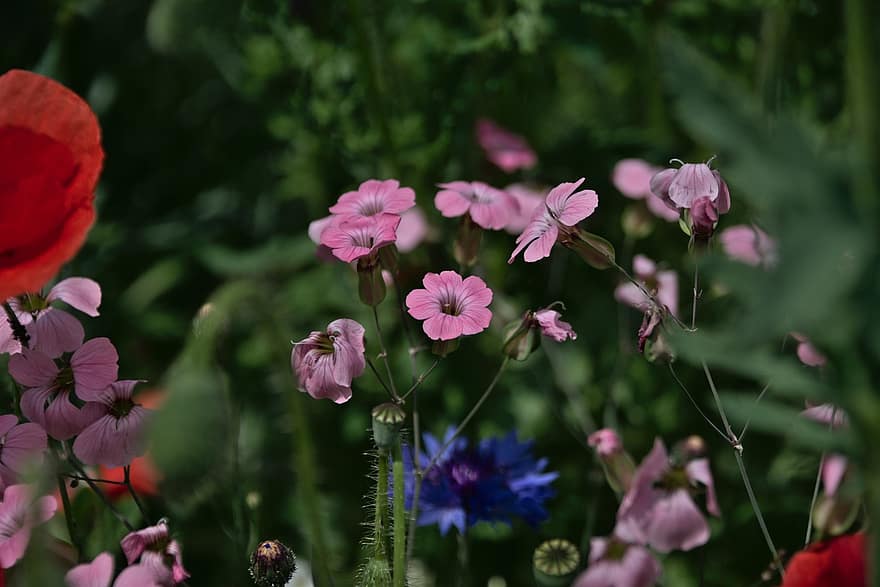 フラワーズ、紫色の花、牧草地、小さな花、野の花、咲く、花、フローラ、自然