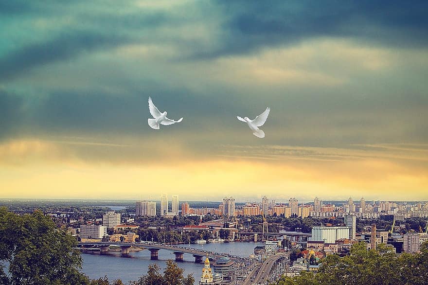 평화, 키에프, 우크라이나, 비둘기, 시티, 자유, 조류, 건물들, 도시의, 하늘, 나는
