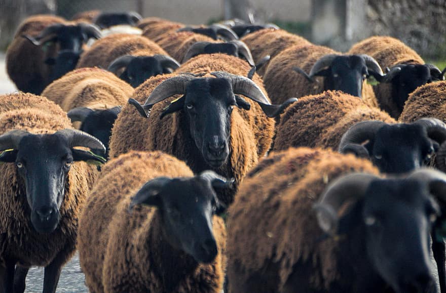 oveja, animales, rebaño, RAM, oveja macho, mamíferos, ganado, lana, granja