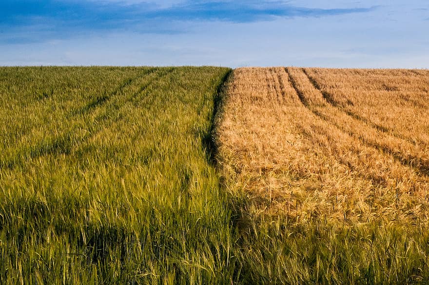 поле, хлопья, летом, созревший, желтый, пшеница, сельское хозяйство, нива, урожай, зерно, пахотный