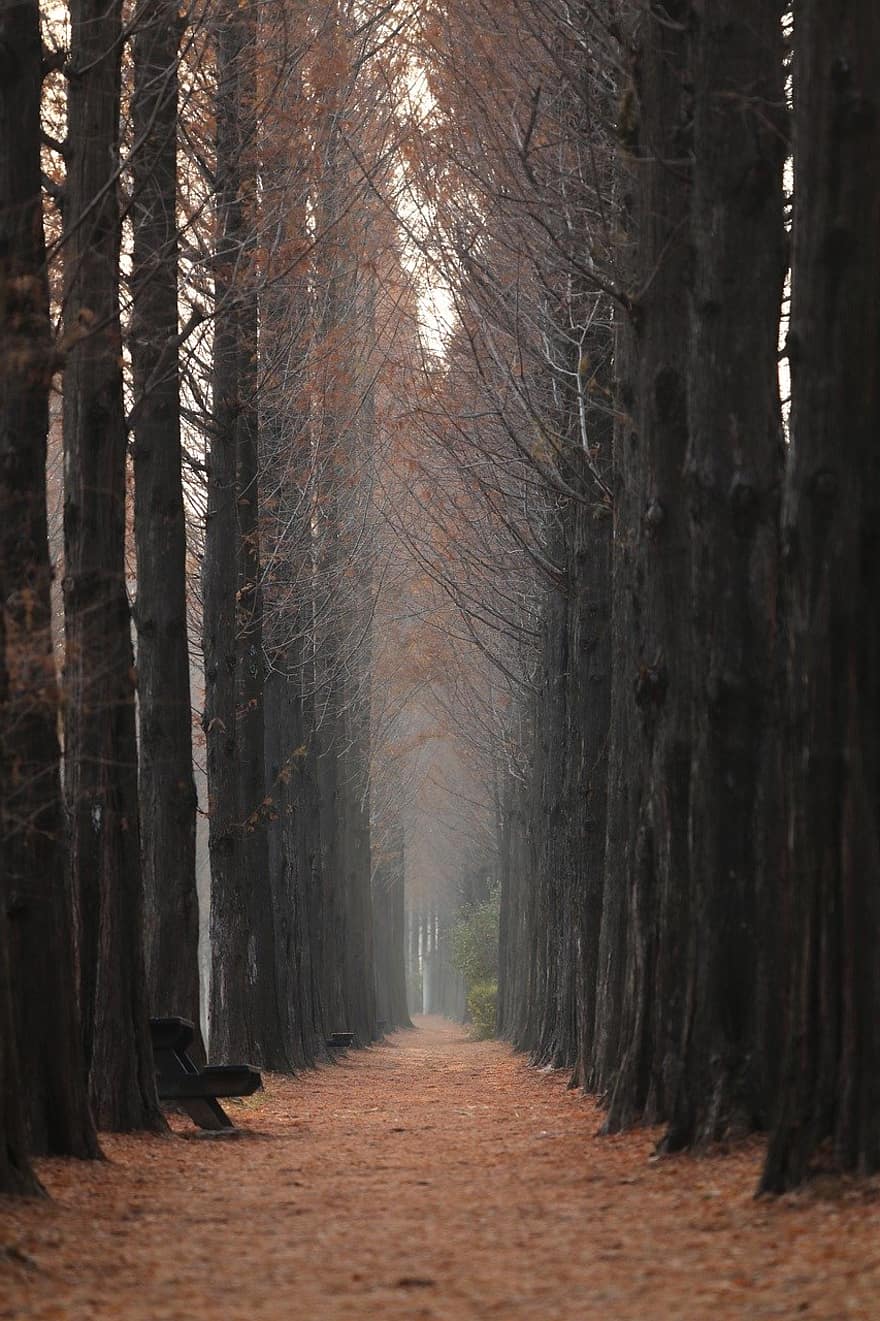 朝、木、秋、ガロスギル、ソウル、韓国、風景、森林、葉、シーズン、歩道