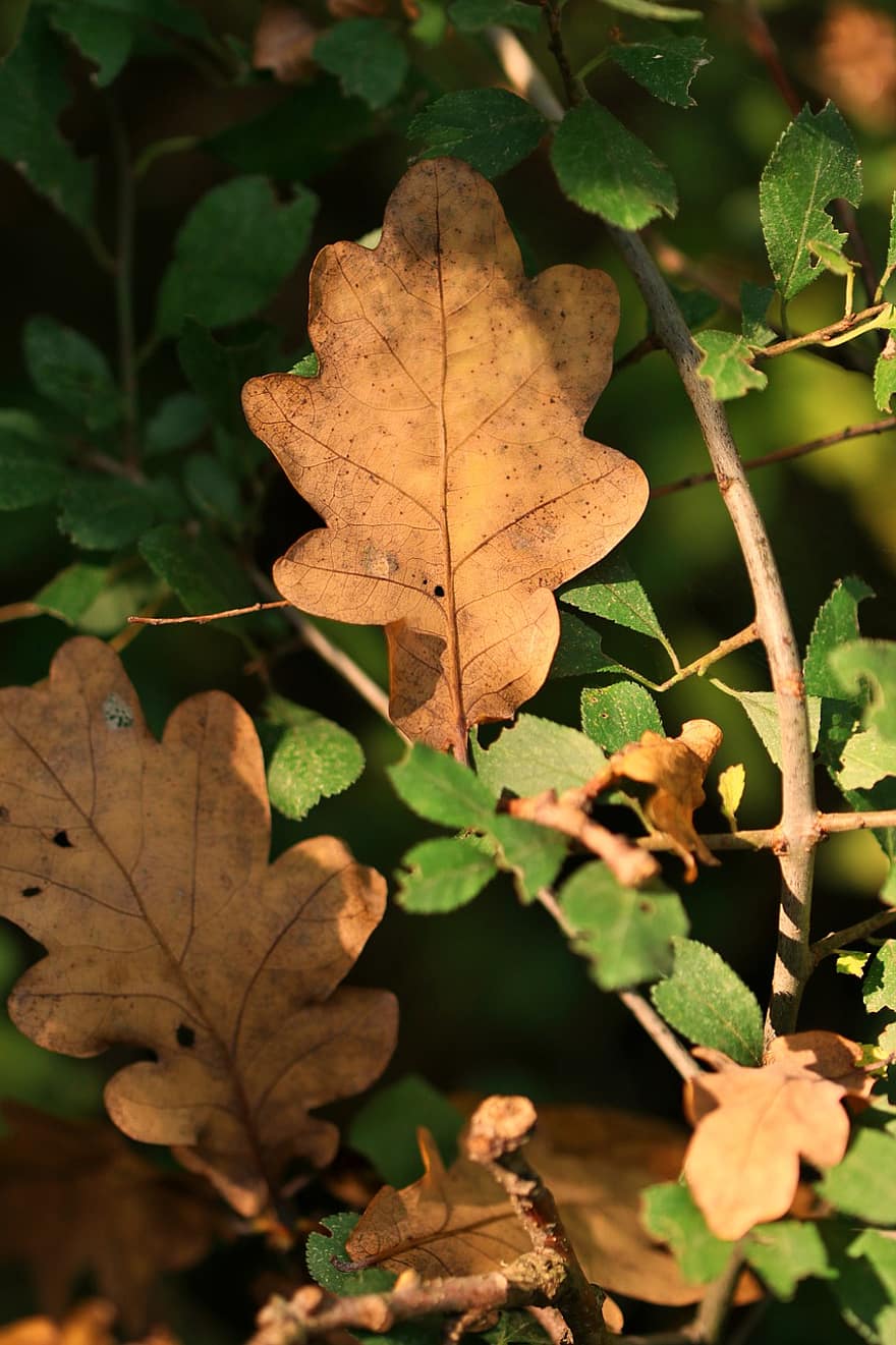 podzim, listy, Příroda, list, žlutá, sezóna, strom, les, rostlina, detail, říjen