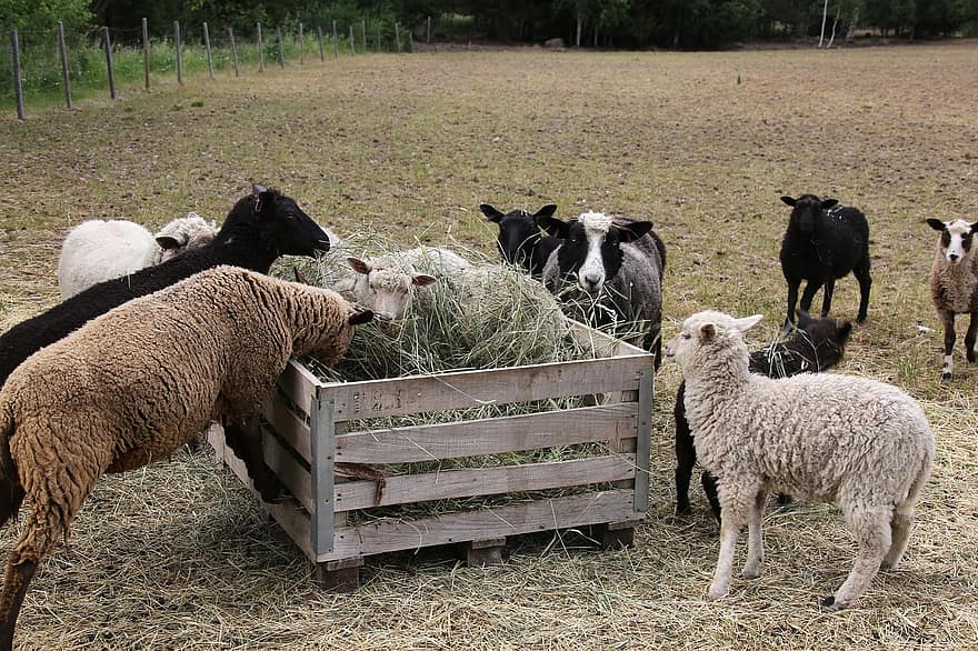 owca, willa, owieczka, pastwisko, karmienie