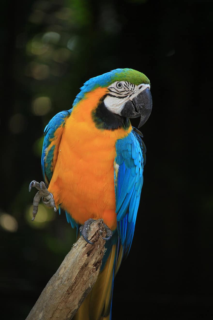 macaw biru dan kuning, macaw, burung, burung beo, ara ararauna, bertengger, bulu burung, bulu, ave, ilmu burung, mengamati burung