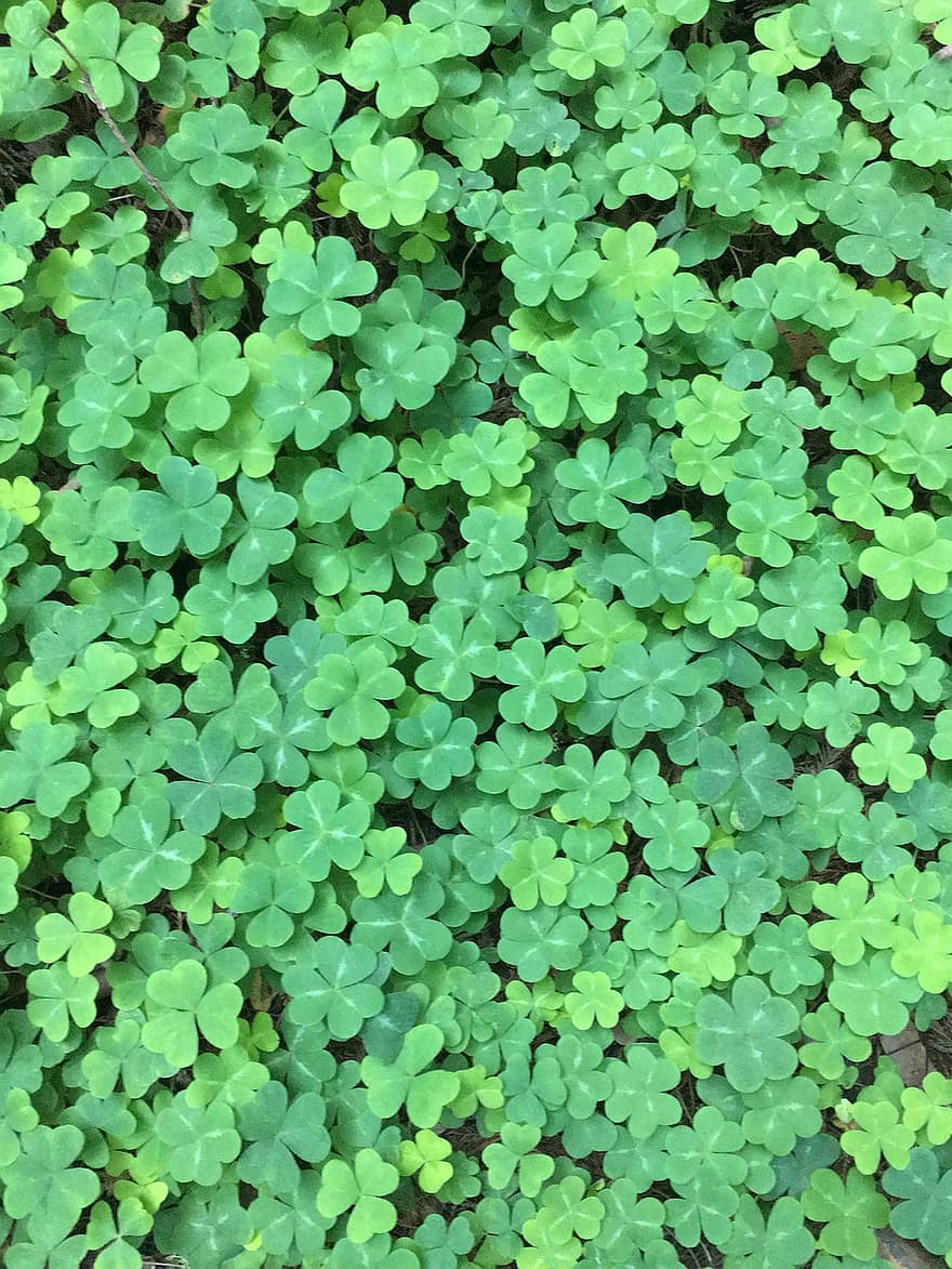 Clover, Green, Nature, Lush, Irish, Leaf, Luck, Shamrock, Texture, Forest, Natural