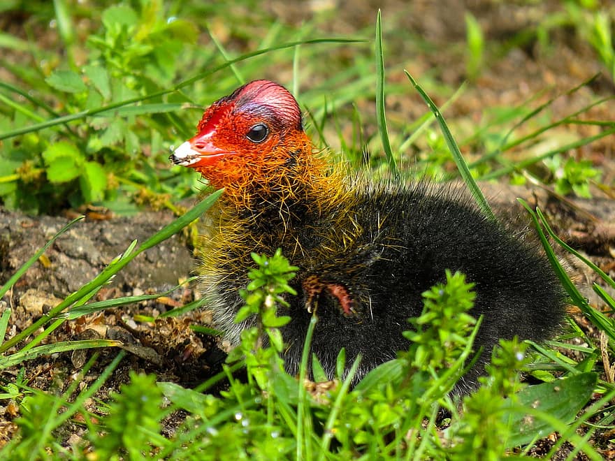 Guinea Fowl, Chick, Bird, Wildlife, Water Bird, Feathers, Spring, Nature, beak, grass, feather