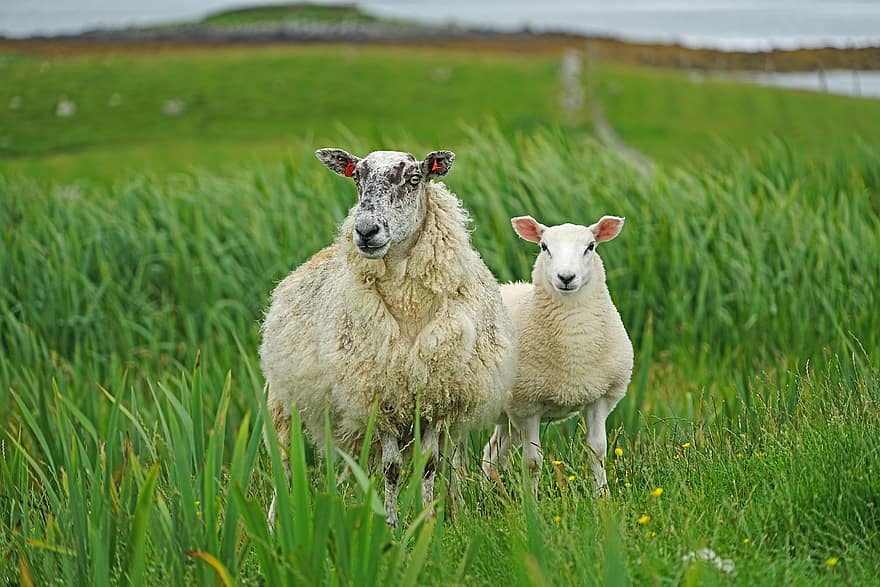 خروف ، الحيوانات ، اسكتلندا ، لحم ضأن ، مرج ، نجيل ، مزرعة ، المشهد الريفي ، المراعي ، الثروة الحيوانية ، الزراعة