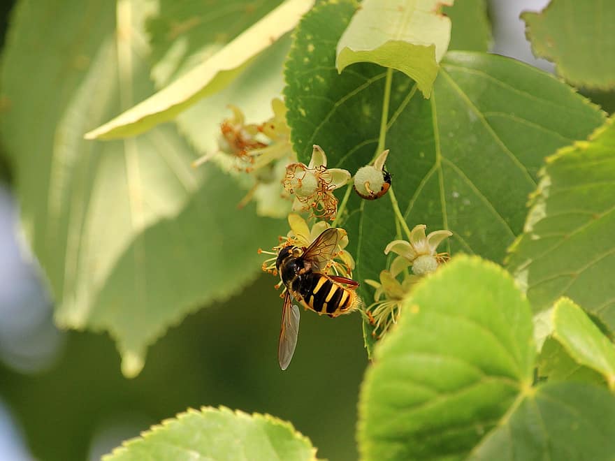 ハチ、てんとう虫、葉、ライムフラワー、昆虫、翼、受粉