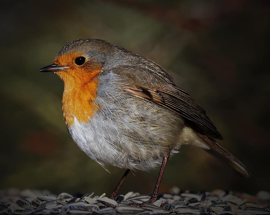 Robin, pájaro, pájaro pequeño, animal, vida animal, observación de aves, plumaje, naturaleza, de cerca, ornitología, Cra