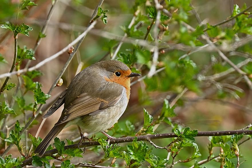 robin, burung, cabang, bertengger, hewan, robin redbreast, burung penyanyi, margasatwa, bulu, bulu burung, alam