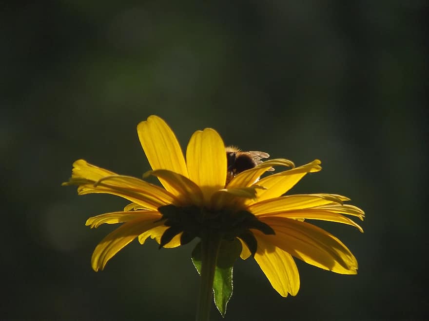 пчела, насекомо, цвете, жълто цвете, листенца, разцвет, природа, тъмен, подсветка