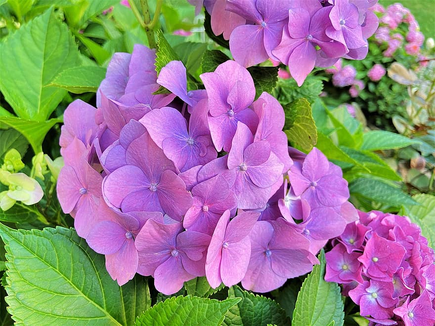 あじさい、花、紫色のアジサイ、庭園、花びら、紫色の花びら、咲く、フローラ、工場、自然、葉
