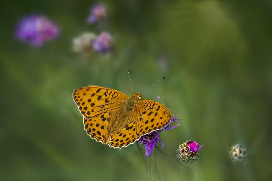 Silver-washed Fritillary, Butterfly, Flower, Argynnis Paphia, Insect, Wings, Pollination, Plant, close-up, multi colored, macro