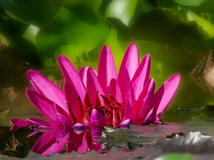 różowa lilia wodna, kwiat, staw, Lilia wodna, różowy kwiat, roślina, roślina wodna, ogród