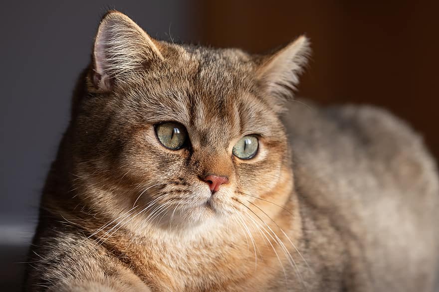 katt, brittisk shorthair, tabby, kattunge, päls, fluffig, mjuk, ljuv, söt, guld-, Svart-guld-tickad