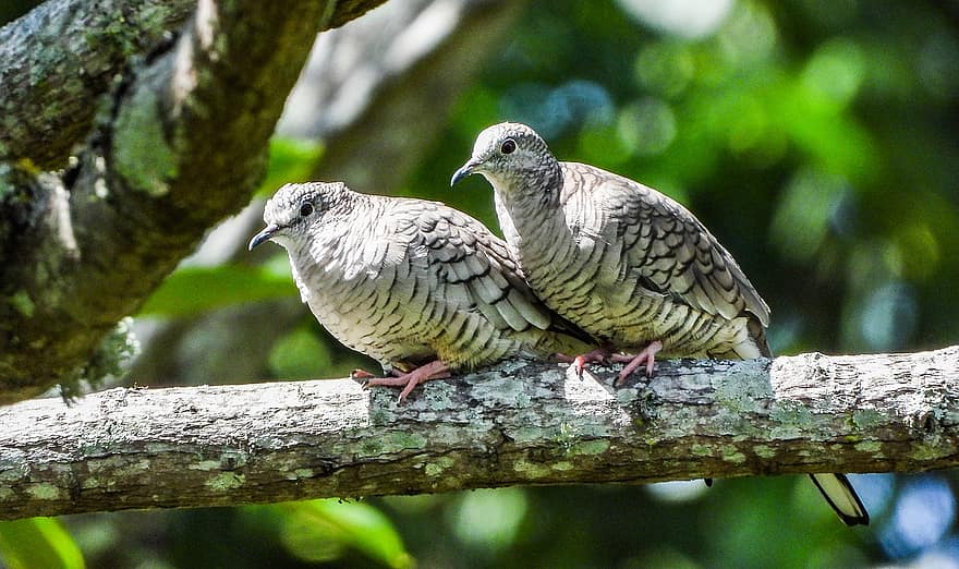 Doves, Birds, Turtledove, Couple, Romantic, Avian, beak, feather, animals in the wild, pigeon, close-up