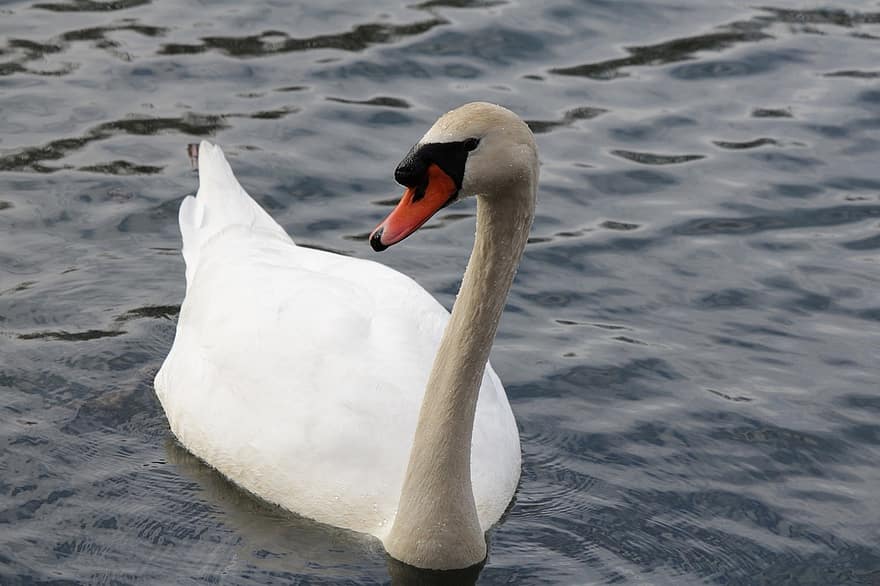 Swan, Bird, Animal, Mute Swan, Water, Plumage, Waterfowl, Water Bird, Animal World, Swim, feather