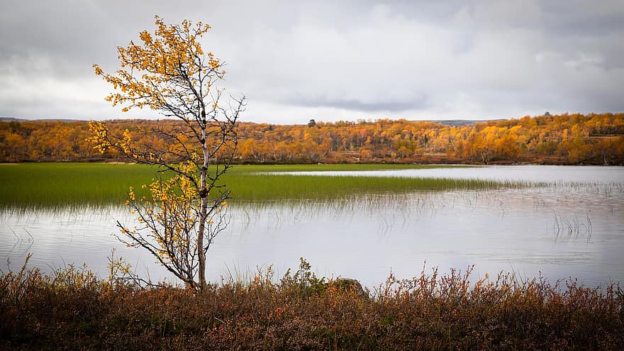 Lake, Birch Tree, Fall, Nature, Grass, Trees, Autumn, Tundra, Landscape, Kola Peninsula, yellow