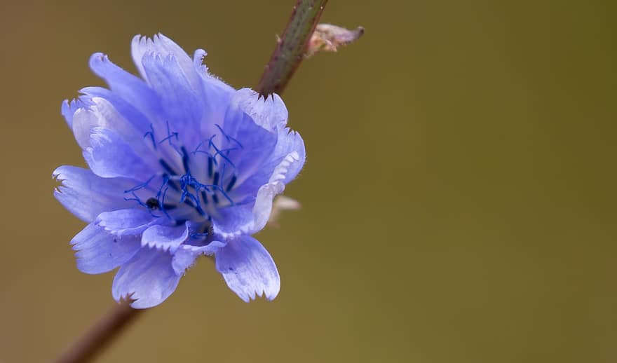 cichorium intybus, квіти цикорію, волошка, польові квіти, пилок, природи, цикорій, блакитний, квітка, кавовий, дика квітка