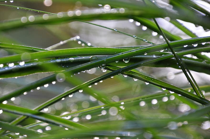 hierba, lluvia, gota de agua, naturaleza, césped, al aire libre