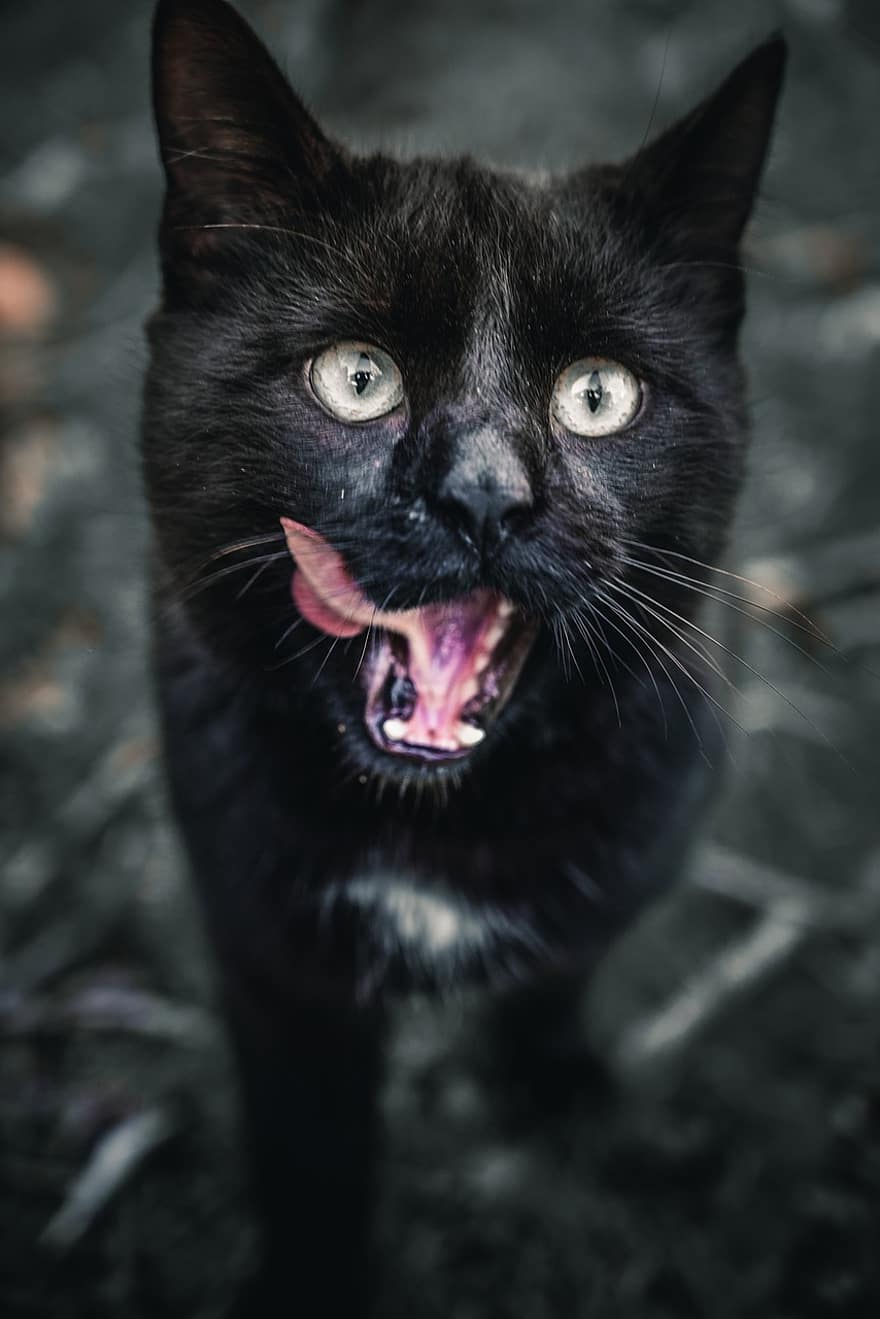 kočka, domácí zvíře, zvíře, Černá kočka, tvář, kníry, domácí kočka, Kočkovitý, savec, zvědavý, hravý