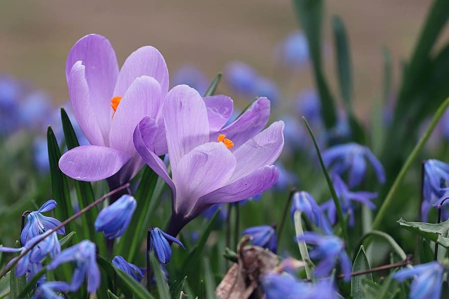 крокусы, цветы, фиолетовые цветы, цветение, цвести, растения, весенние цветы, природа, Флора, начало весны, цветок