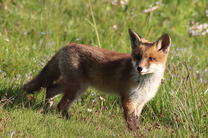 Red Fox, Animal, Meadow, Fox, Mammal, Predator, Wild Animal, Wildlife, Wilderness, Nature, Natur