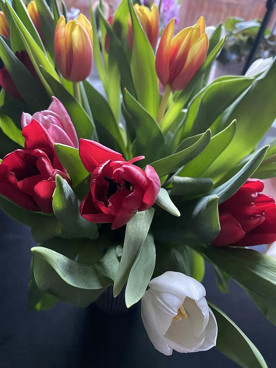 tulipany, kwiaty, bukiet, roślina, pąki, tulipan, kwiat, głowa kwiatu, świeżość, liść, płatek