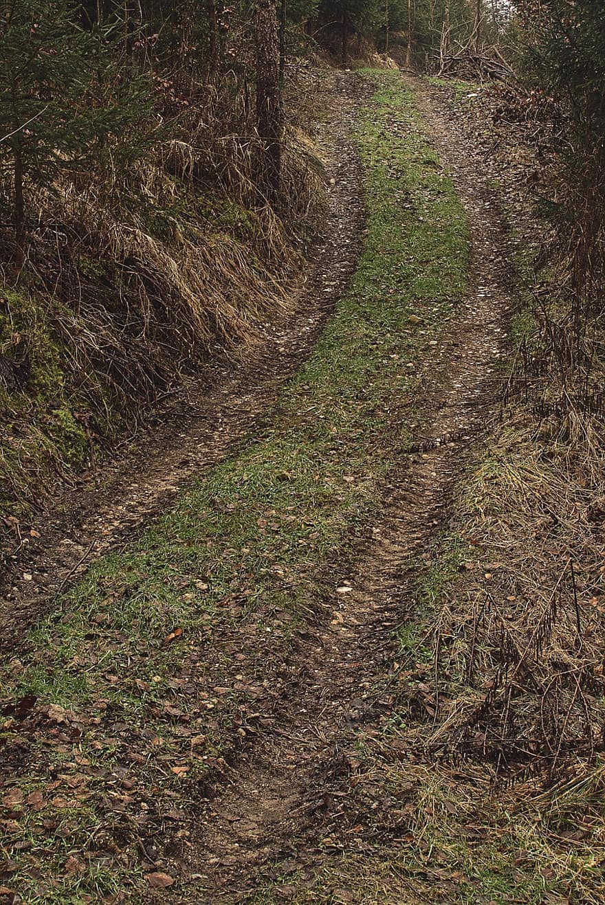 Tire Track, Forest Path, Forest, Sunrise, Path, Trail, Rural, Nature, Outdoors, Landscape, Hilly