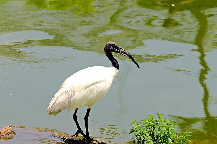 pták, Ibis posvátný madagaskarský, rybník, jezero, vodní pták, vodní ptáci, zvíře, fauna, zobák, zvířata ve volné přírodě, Pírko