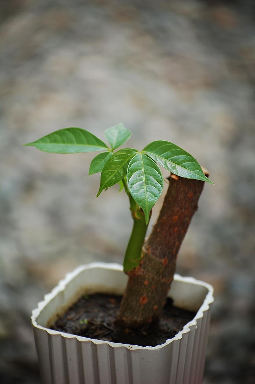 Money Tree, Bonsai, Garden, Plant, Small, Green, White, Leaves, Pot, Container, Branch