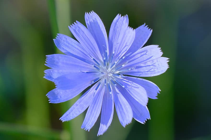 квітка, волошка, блакитна квітка, дика квітка, пелюстки, блакитні пелюстки, природи, цвітіння, флора