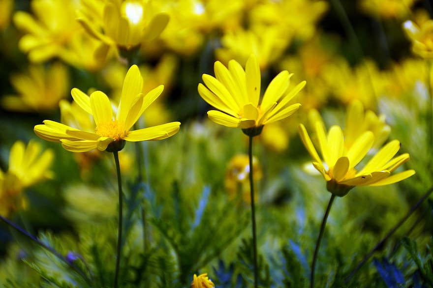 flores, margaridas marguerite, flores amarelas, Prado, flores silvestres, natureza