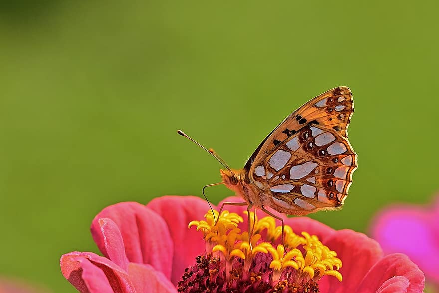 borboleta, inseto, zínia, fritilário, animal, asas, néctar, flor, plantar, jardim, natureza