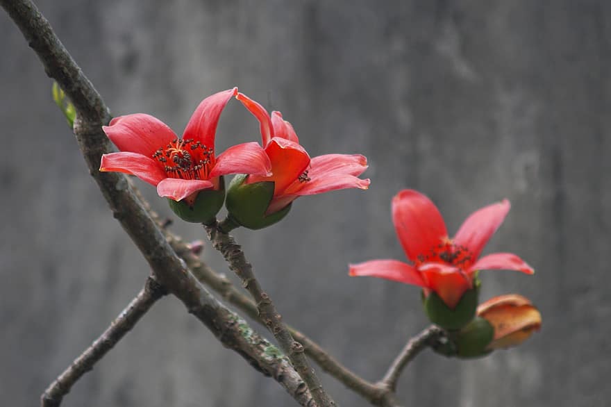 Flowers, Bombax Ceiba, Bloom, Blossom, Botany, Petals, Growth, Macro