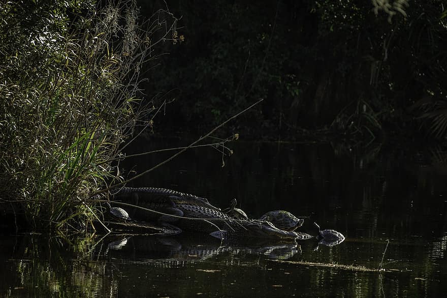 crocodilos, tartarugas, pântano, plantação, charleston, Carolina do Sul, Estados Unidos, animais em estado selvagem, agua, lagoa, réptil